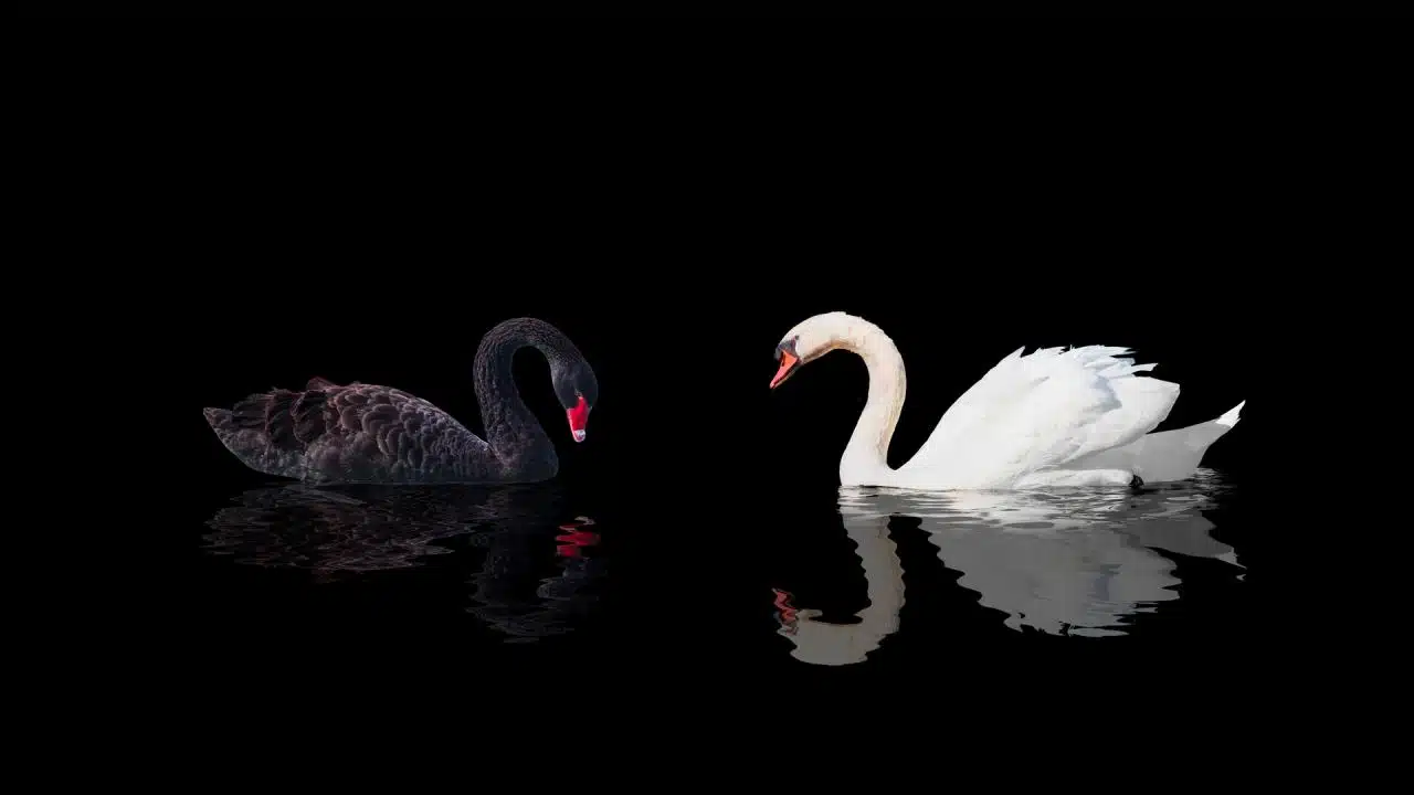 black swan
