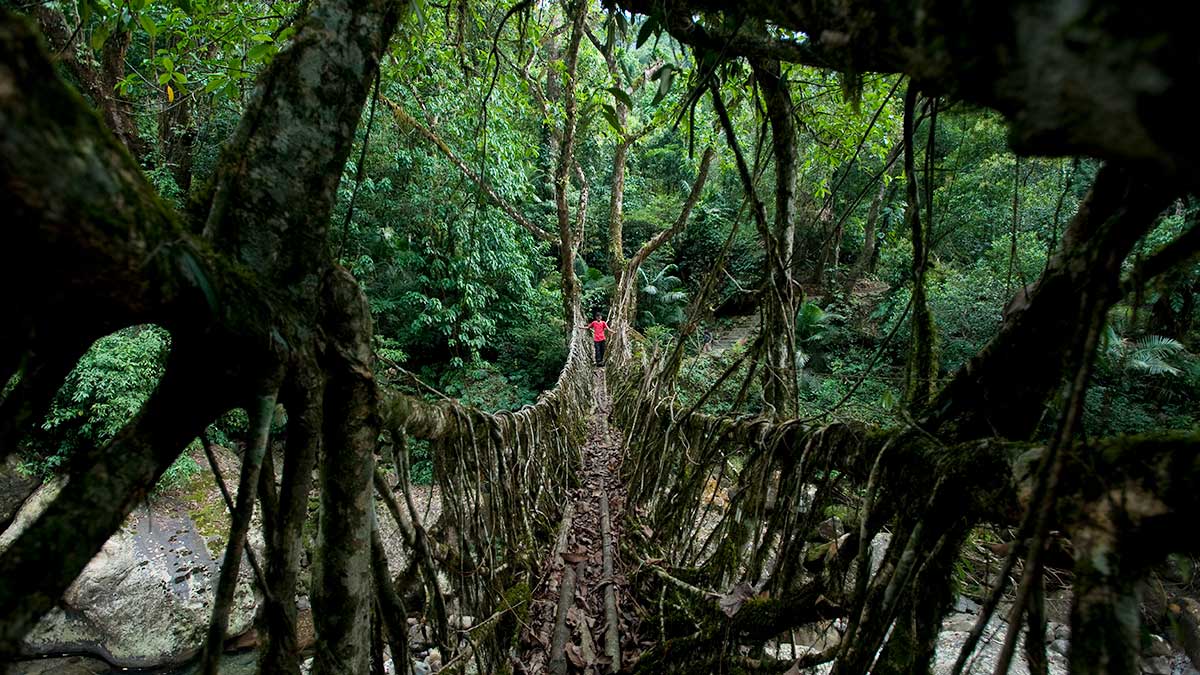 jungle